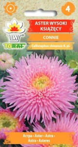 Aster wysoki książęcy CONNIE + TABLICZKI do opisu