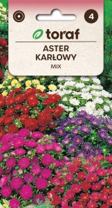 Aster karłowy MIX + TABLICZKI do opisu