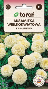 Aksamitka wielkokwiatowa KILIMANJARO Nasiona Kwiatów + TABLICZKI do opisu