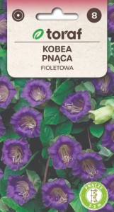 Kobea pnąca fioletowa Nasiona Kwiatów + TABLICZKI do opisywania roślin