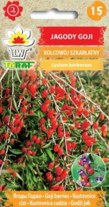 Jagody Goji - KOLCOWÓJ SZKARŁATNY Nasiona Kwiatów + TABLICZKI