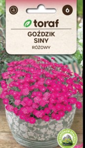 Goździk siny różowy Nasiona Kwiatów + TABLICZKI