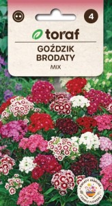 Goździk brodaty MIX Nasiona Kwiatów + TABLICZKI