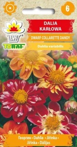 Dalia karłowa DWARF COLLARETTE DANDY Nasiona Kwiatów + TABLICZKI