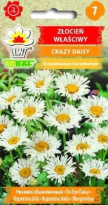 Złocień właściwy CRAZY DAISY Nasiona KWIATÓW+TABLICZKI do opisywania roślin