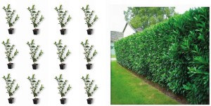 12x Laurowiśnia wschodnia Novita 60/80cm doniczka ukorzeniona na żywopłot