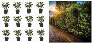 12x Laurowiśnia wschodnia Novita 20/40cm doniczka ukorzeniona na żywopłot