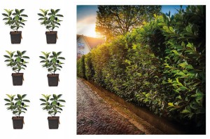 6x Laurowiśnia wschodnia Novita 20/40cm doniczka ukorzeniona na żywopłot