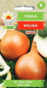 Cebula Wolska późna NASIONA Miąższ biały, soczysty