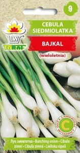 Cebula Siedmiolatka Bajkal NASIONA wieloletnia, mrozoodporna witamina C i A