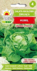Sałata masłowa zimująca Humil nasiona
