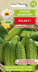 Ogórek gruntowy POLAN F1 (mieszaniec, średnio wczesny)