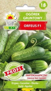 Ogórek gruntowy ORFEUS F1