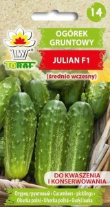 Ogórek gruntowy JULIAN F1 (średnio wczesny)