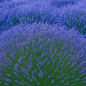LAWENDA HIDCOTE BLUE wąskolistna Mrozoodporna angielska Sadzonka Doniczka