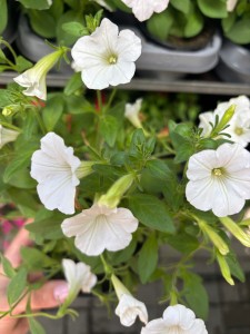 SUPERTUNIA VISTA WHITE BIAŁA Surfinia Sadzonka w Doniczce P9