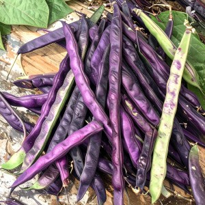 Fasola szparagowa karłowa PURPLE TEEPEE Sadzonka rozsada w doniczce P9