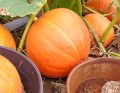 ab64ff3e73ddc5b7f73bc7729c5058b4.jpg