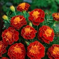 990af9d250451ed8750aded1419cc748.jpg