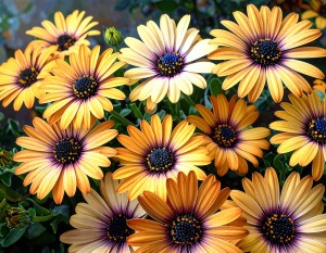 OSTEOSPERMUM - STOKROTKA AFRYKAŃSKA FlowerPower GOLD ŻÓŁTA Duża Sadzonka