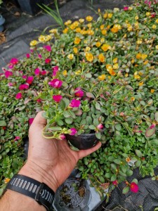 PORTULAKA ZWISAJĄCA FILOLETOWA Sadzonki 0,5L Duża sadzonka Odporna na suszę