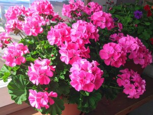 Sadzonka w doniczce P9 Pelargonia rabatowa RÓŻOWA Balkony Tarasy