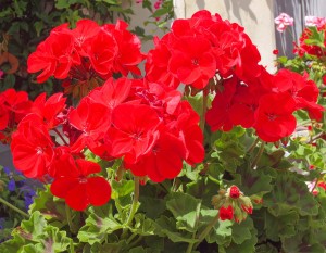 Sadzonka w doniczce P9 Pelargonia rabatowa CZERWONA Balkony Tarasy