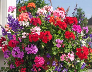 Sadzonka w doniczce P9 Pelargonia Bluszczolistna zwisająca kolor MIX