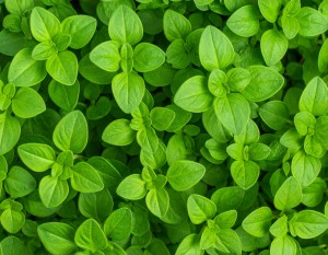 SADZONKA rozsada OREGANO - PRZYPRAWA ŚWIEŻA DO KUCHNI - ZIOŁA W DONICZCE