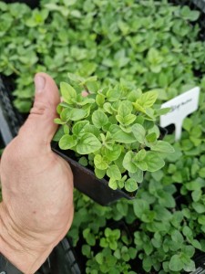 SADZONKA rozsada OREGANO - PRZYPRAWA ŚWIEŻA DO KUCHNI - ZIOŁA W DONICZCE
