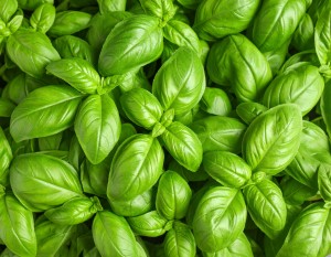 SADZONKA rozsada Duża BAZYLIA WŁASCIWA - Królowa Aromatu - ZIOŁA W DONICZCE
