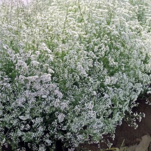 Gypsophila Gipsówka Biała White 1 szt Sadzonki + TABLICZKA