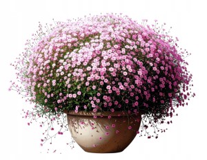 Gypsophila Różowa Gipsówka MROZOODPORNA WIELOLETNIA BYLINA DONICZKA P9