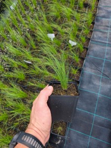 SADZONKA Trawa ozdobna Ostnica PONY TAILS Stipa WIELOLETNIA Doniczka P9