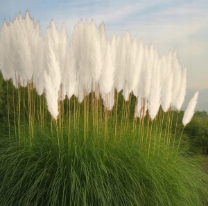 SADZONKA Trawa ozdobna PAMPASOWA BIAŁA CORTADERIA WIELOLETNIA Doniczka P9