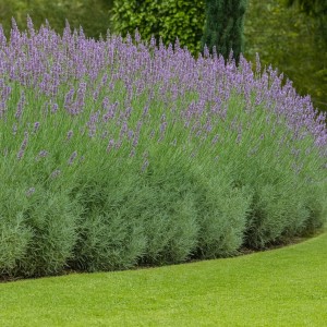 LAWENDA GROSSO Ornamental WYSOKA 80-90 cm Mrozoodporna Sadzonka Doniczka